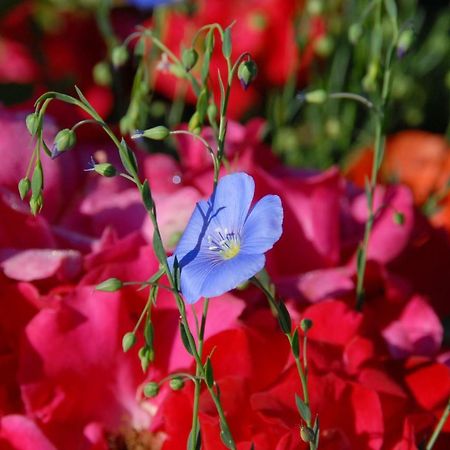 Delémont B+B Passifleur מראה חיצוני תמונה