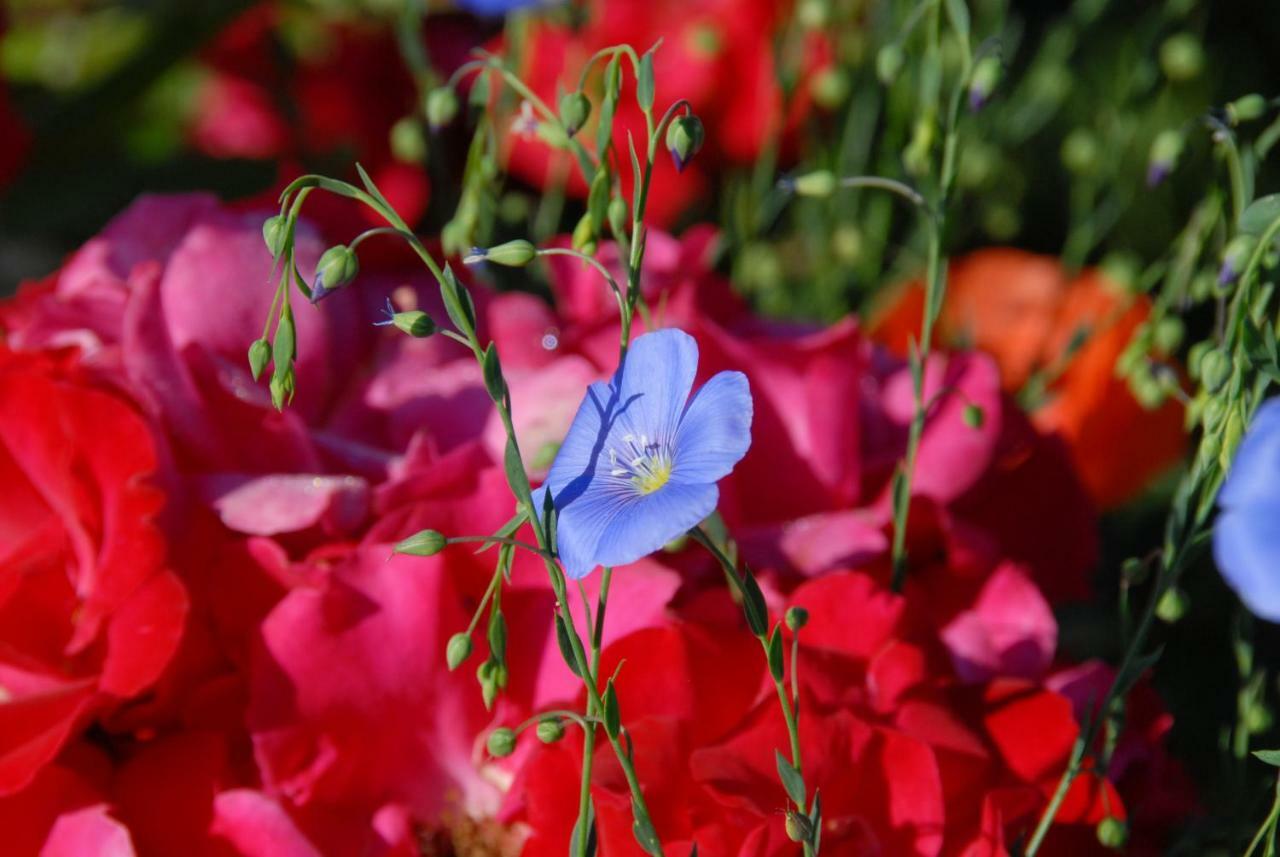 Delémont B+B Passifleur מראה חיצוני תמונה